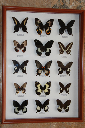 Парусники Юго-Восточной Азии.