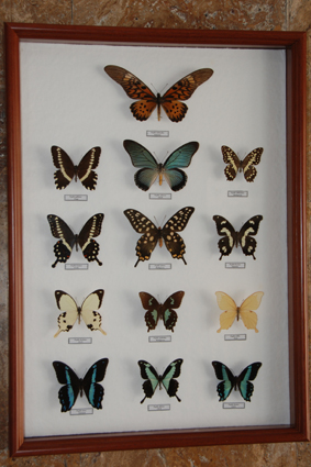 Парусники Африки и Мадагаскара.