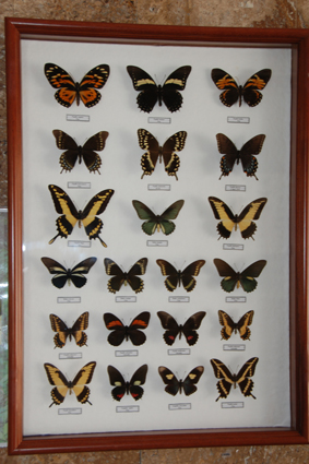 Парусники Южной Америки.