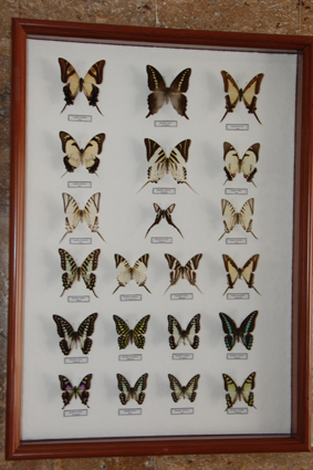 Графиумы и еуритидесы.