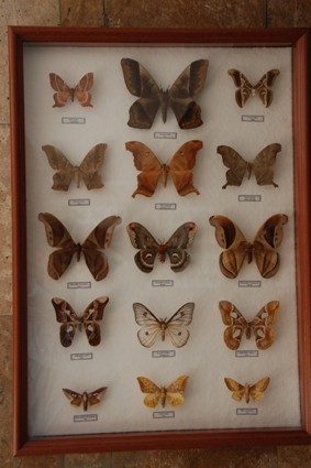 Бабочки сатурнии.