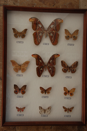 Бабочка Attacus atlas и другие сатурнии.