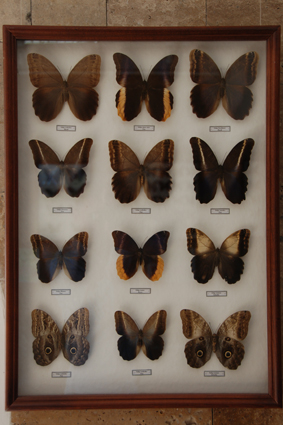 Бабочки калиго.