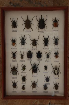 Пластинчатоусые жуки.