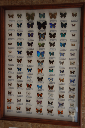 Голубянки и зефиры.