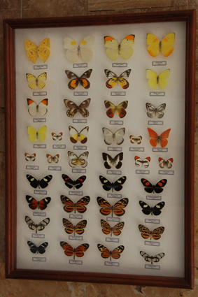 Белянки и геликониды.