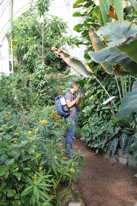 Выставка живых бабочек