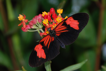 Геликонида