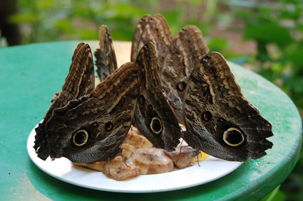 Калиго на кормушке