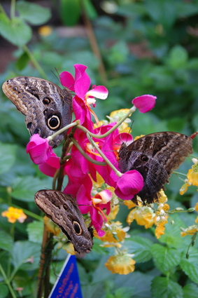 Калиго на цветах, облитых пивом