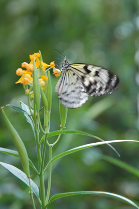 Идея на цветке асклепиаса