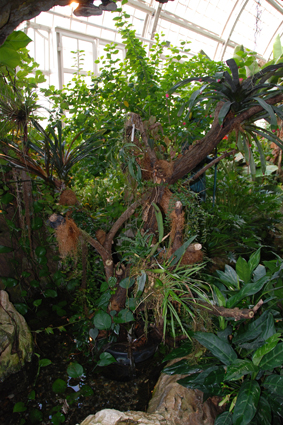 Бромелиевое дерево