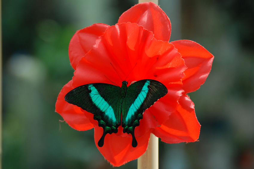 Бабочка на искусственной кормушке