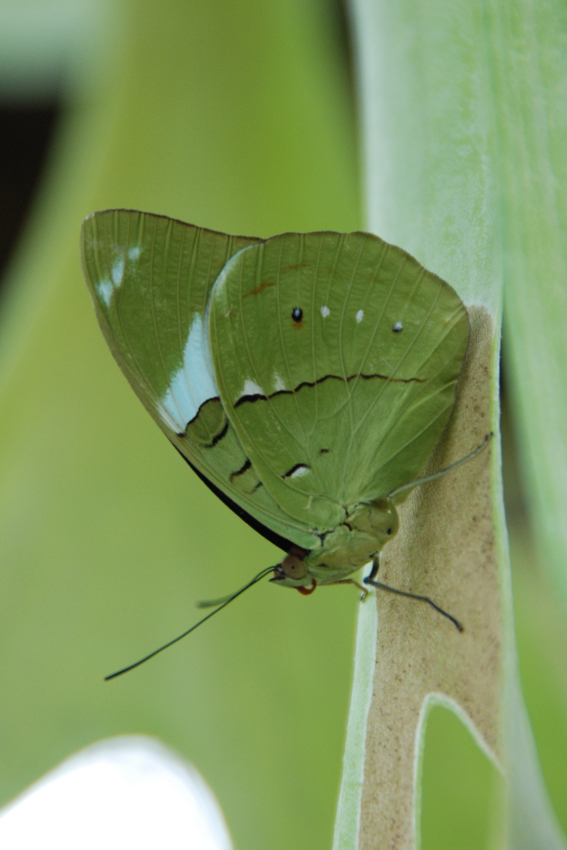 Бабочка из Центральной Америки