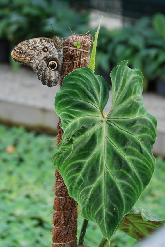Бабочка калиго