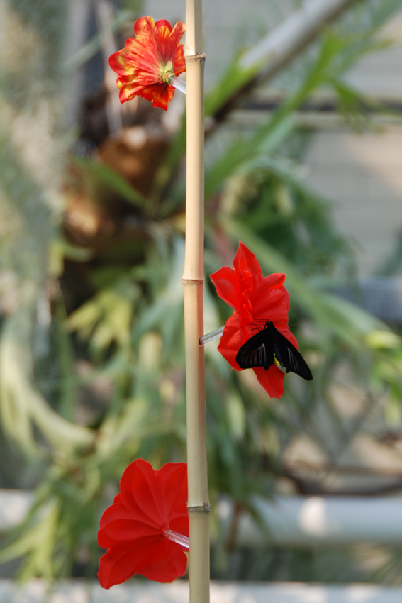 Кормушка для бабочек