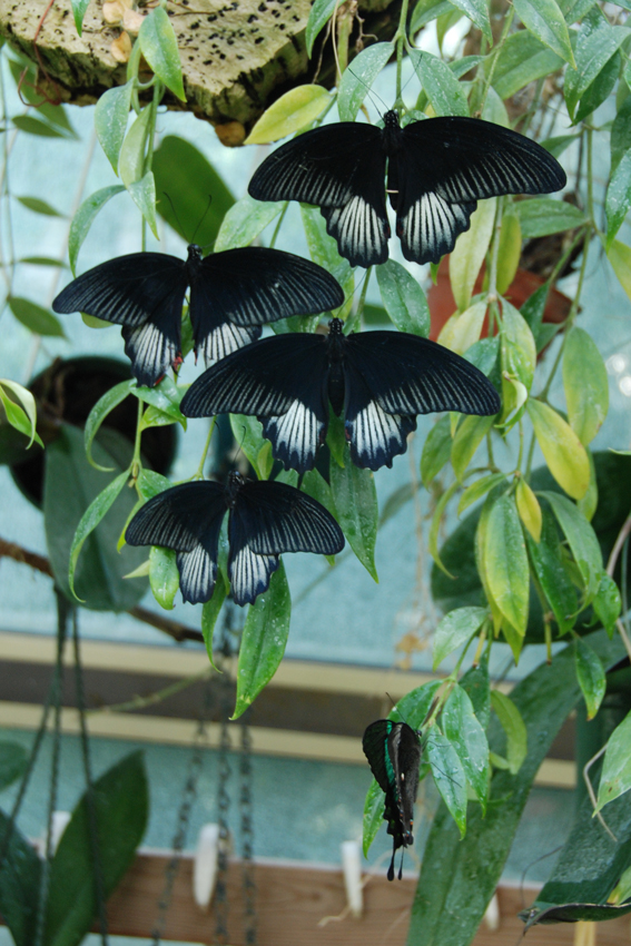 Папилиониды