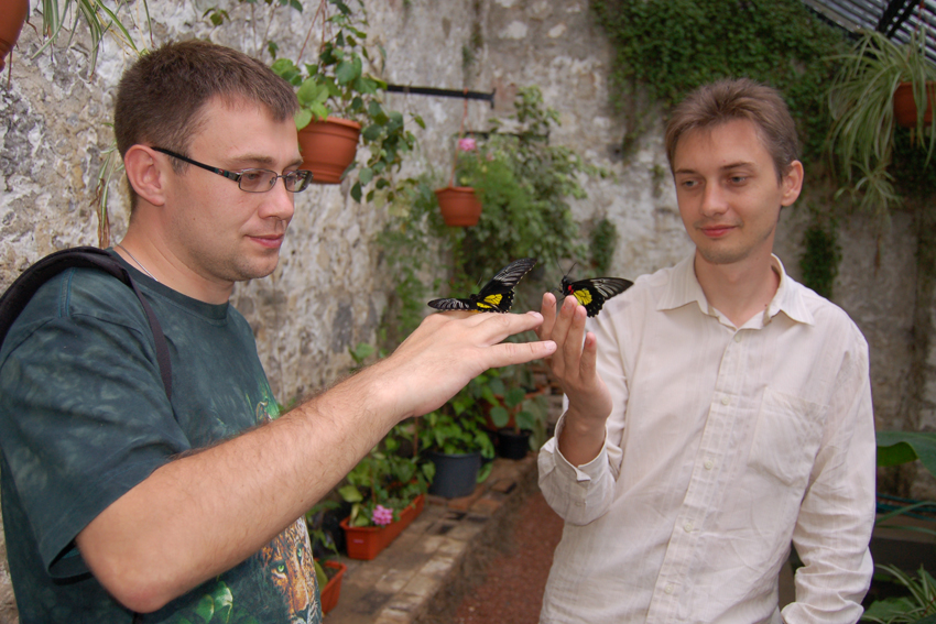 Выставка живых тропических бабочек.