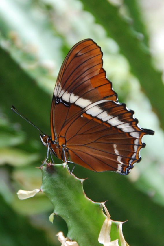 Экспозиция живых бабочек.