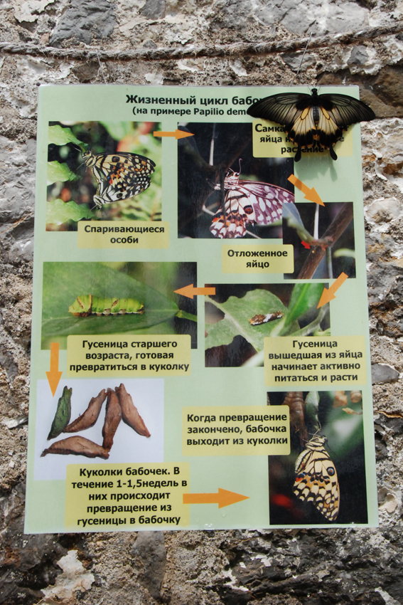 Живые бабочки в Никитском ботсаду.