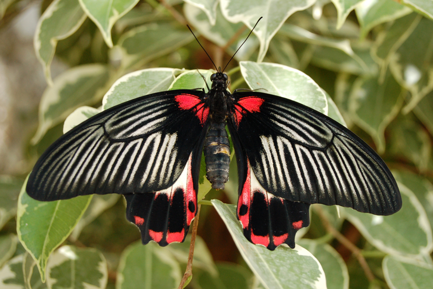 Выставка живых бабочек в Никитском ботсаду.