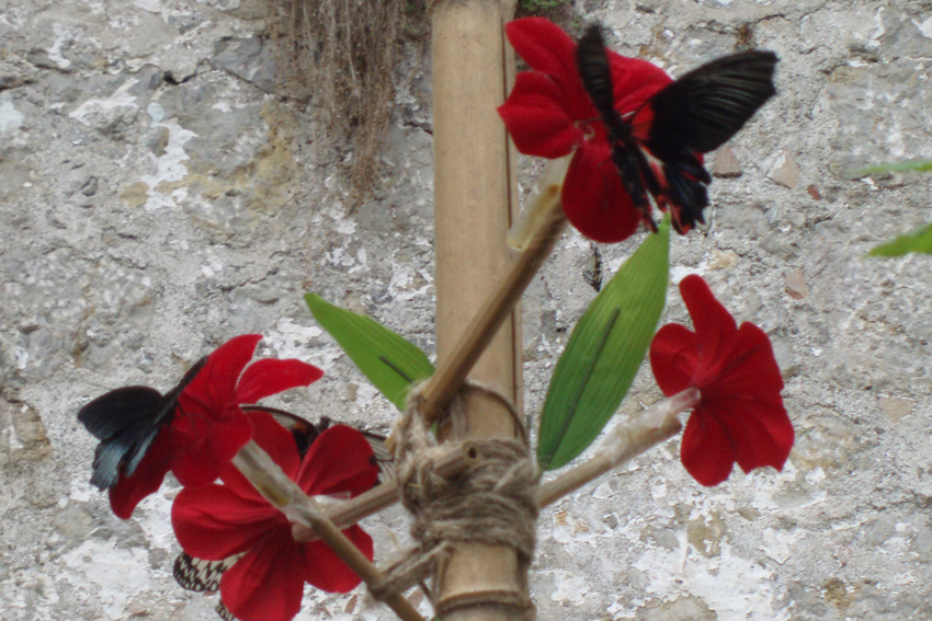 Выставка живых бабочек.