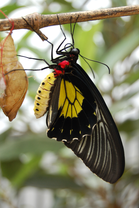 Выставка бабочек.
