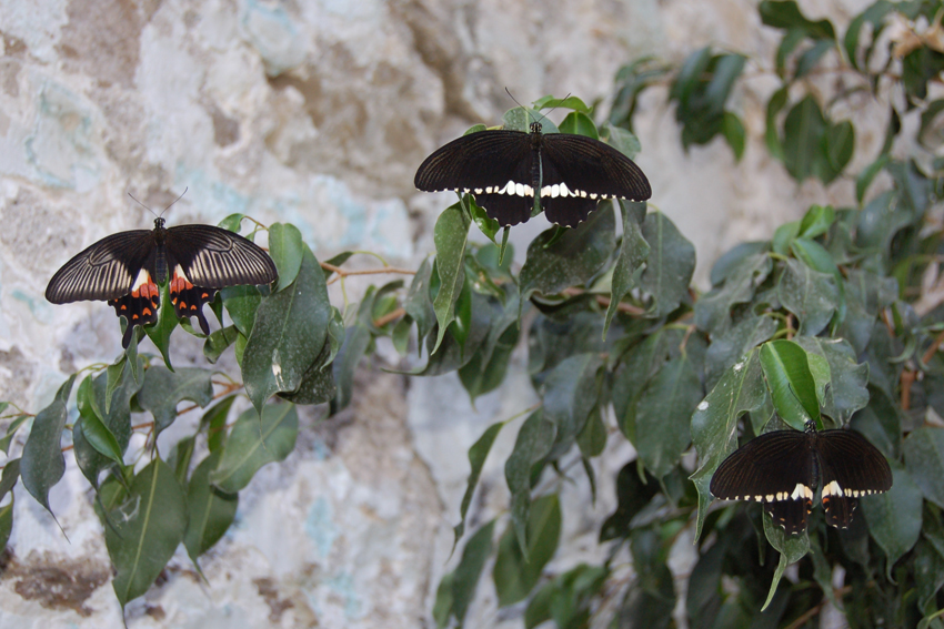 Выставка бабочек.