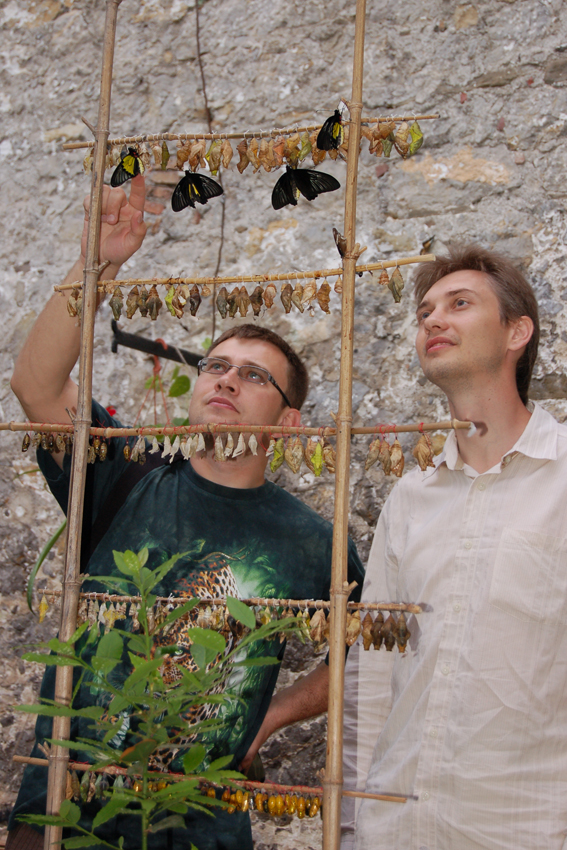 Выставка живых бабочек в Ялте.