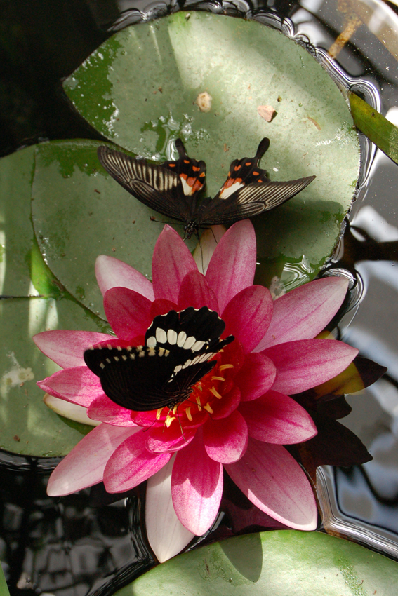 Выставка живых тропических бабочек в Никитском ботсаду.