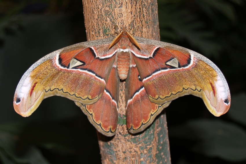 Бабочка Attacus atlas.