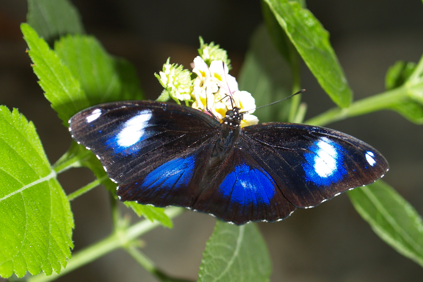 Бабочка Hypolimnas bolina.