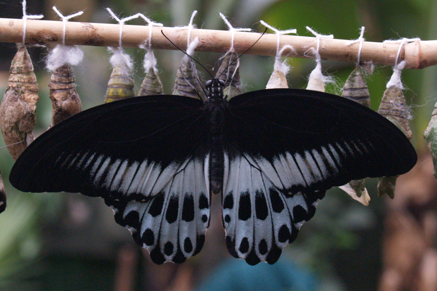 Бабочка Papilio polymnestor.
