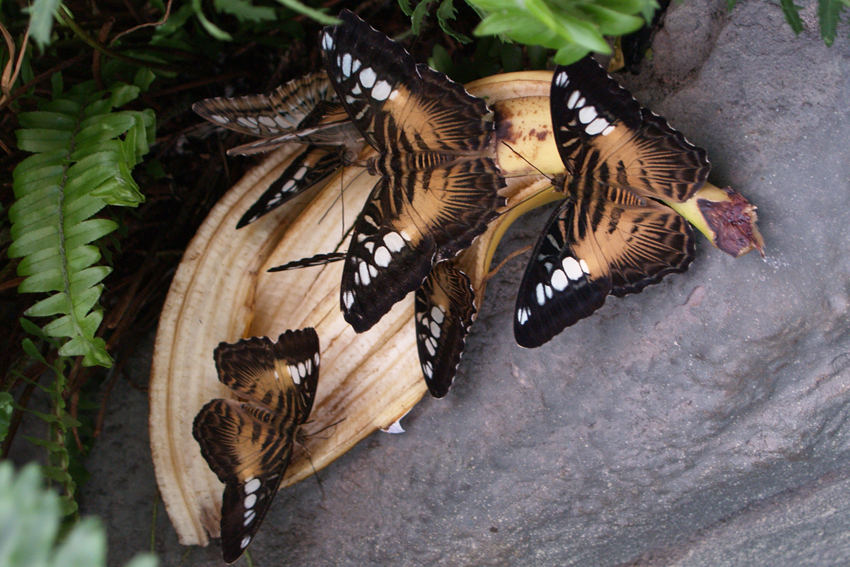 Кормление бабочек Parthenos sylvia.