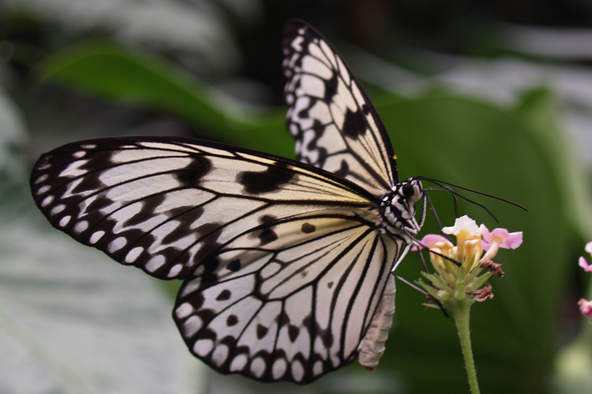 Бабочка Idea leuconoe.