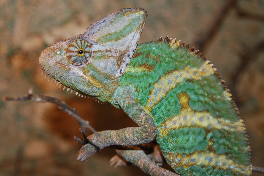 Ручные животные на выставке в Никитском ботсаду.