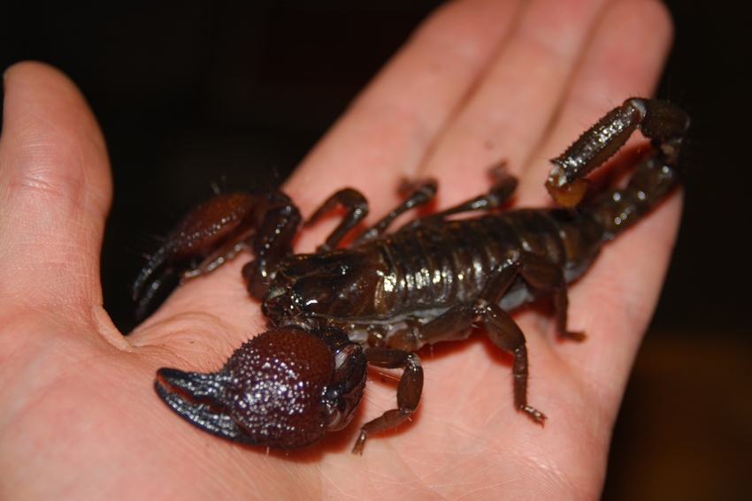 Экскурсия на выставке экзотических животных.