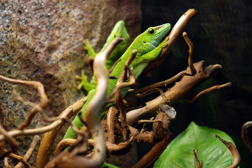 Фельзума мадагаскарская.