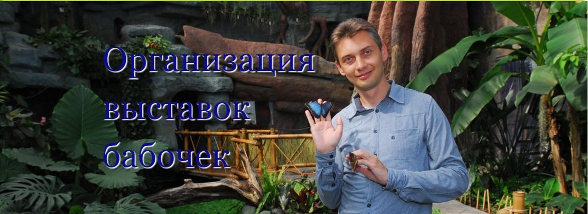 Организация выставок бабочек