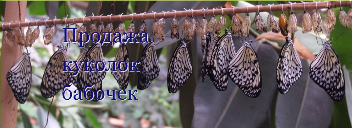 Продажа куколок бабочек